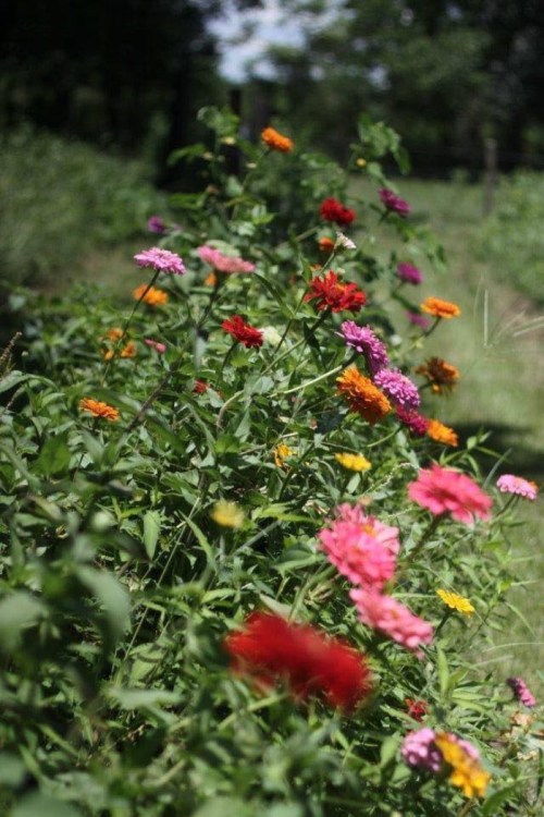 A vibrant garden filled with colorful flowers in various shades of pink, orange, and yellow, surrounded by greenery.