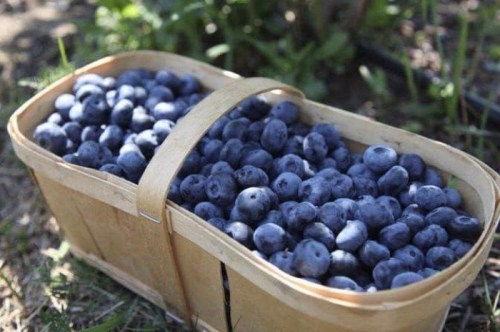 A wooden basket filled with fresh, plump blueberries resting on the ground among green grass.