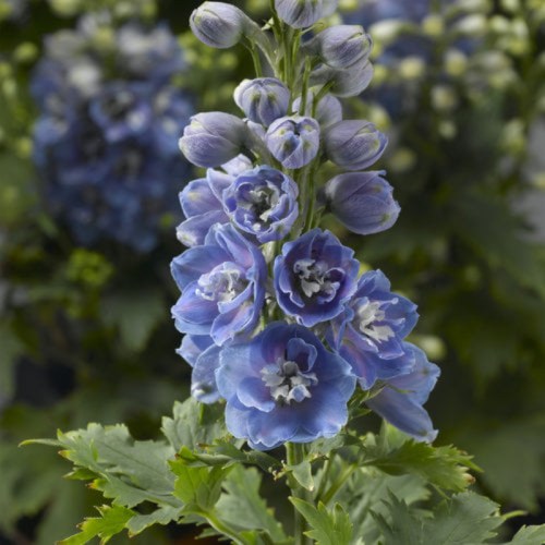 A cluster of delicate blue delphinium flowers with green leaves in the background.