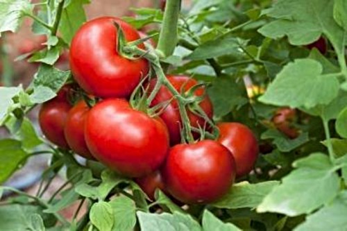 A cluster of ripe red tomatoes growing on a green vine surrounded by lush green leaves.