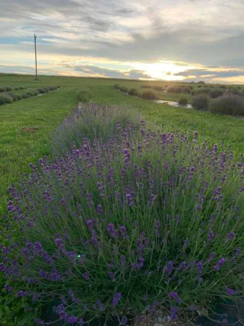 A field of blooming lavender under a sunset sky, with green grass and distant power lines.