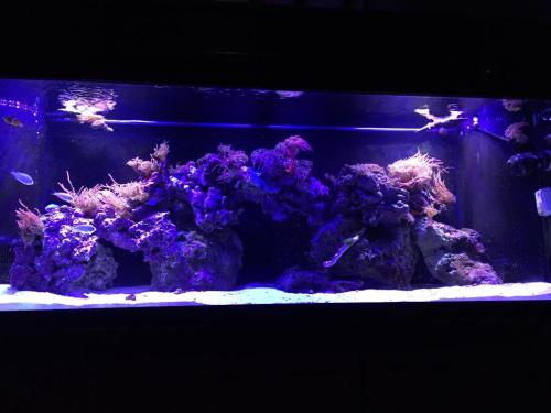 A vibrant aquarium with purple lighting, featuring coral structures and various small fish swimming among them.