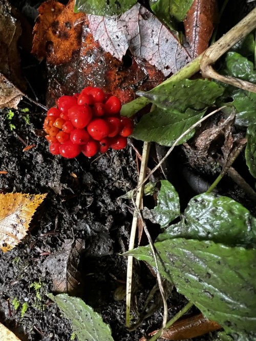 A cluster of bright red berries on a plant, surrounded by green leaves and fallen autumn leaves on the ground.