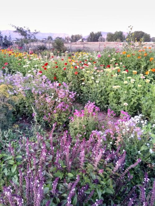 A vibrant garden filled with colorful flowers, including zinnias and lavender, set against a scenic backdrop.