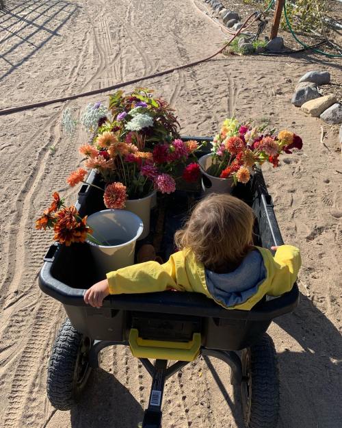 A child in a yellow jacket sits in a wagon filled with colorful flowers, on a sandy path.