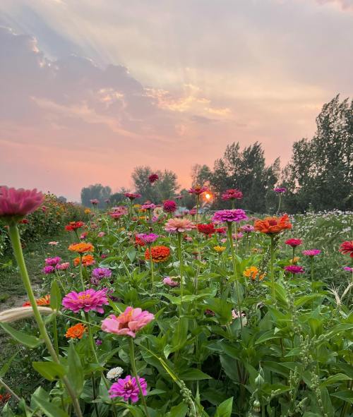 A vibrant field of colorful flowers under a sunset sky, with soft clouds and trees in the background.