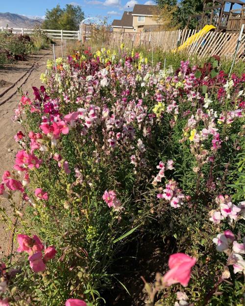 A vibrant garden filled with colorful snapdragon flowers in various shades, with a wooden fence and playground in the background.