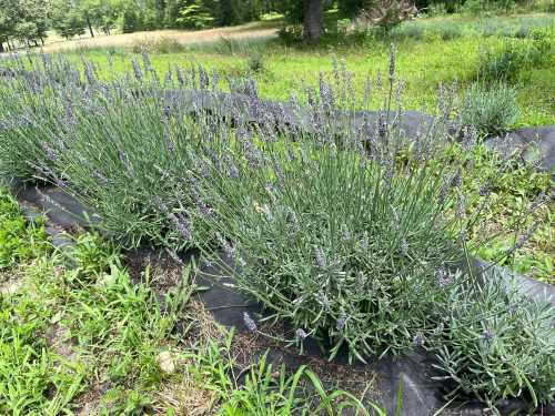 A row of blooming lavender plants in a garden, surrounded by green grass and a natural landscape.