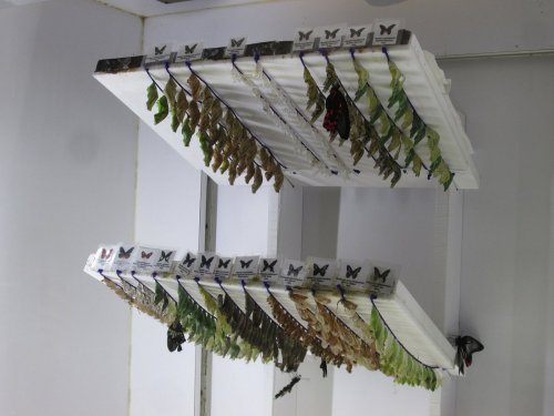 Two shelves displaying various butterfly chrysalises in different colors and patterns, hanging in a bright environment.