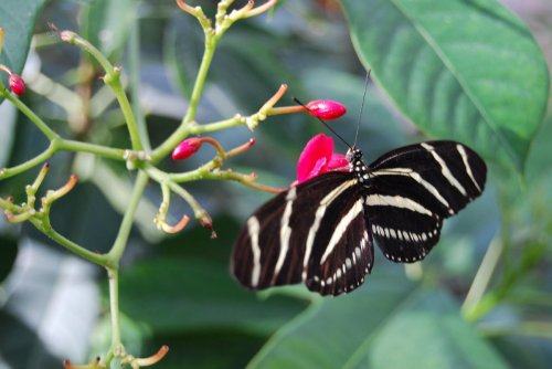 A black and white striped butterfly perched on a vibrant pink flower among green leaves.