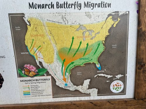 Map showing the migration patterns of Monarch butterflies across North America, highlighting seasonal routes.