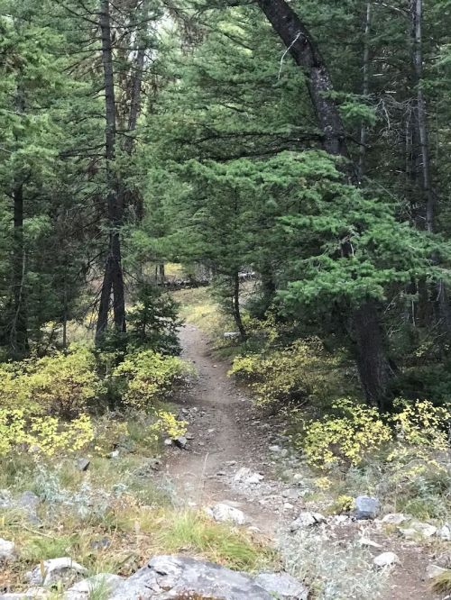 A winding dirt path through a dense forest of tall green trees and scattered yellow foliage.