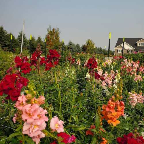 A vibrant flower garden with colorful blooms, surrounded by trees and a house in the background under a clear sky.