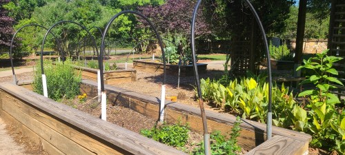 A community garden with raised beds, green plants, and arching trellises under a clear blue sky.