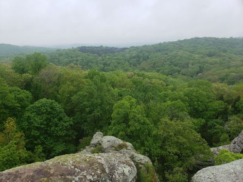 A misty landscape view of lush green trees and rolling hills from a rocky vantage point.