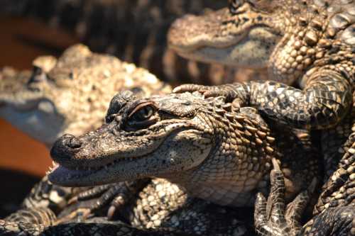 A close-up of several crocodiles stacked together, showcasing their textured skin and sharp features.