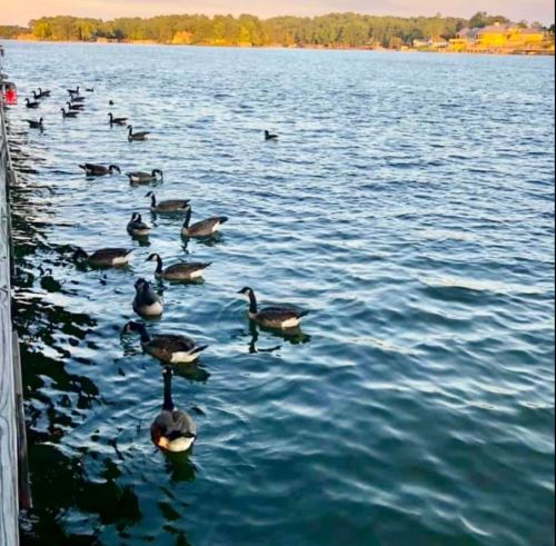A serene lake scene with several geese swimming near a wooden dock under a clear sky.