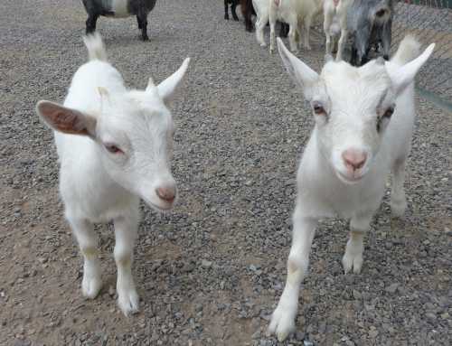 Two white baby goats walking on a gravel surface, with other goats blurred in the background.