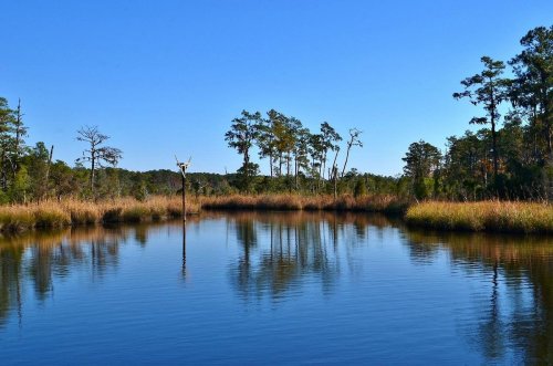 A serene wetland scene with calm water, tall grasses, and trees under a clear blue sky.