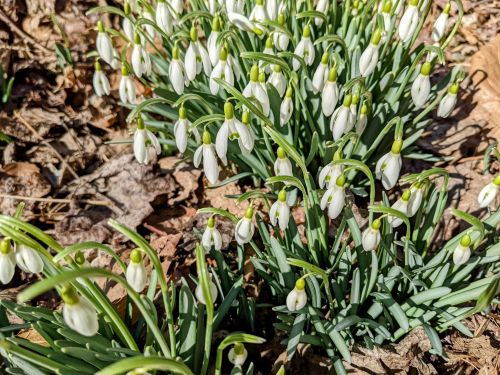 A cluster of delicate white snowdrop flowers blooming among green leaves and brown fallen leaves.