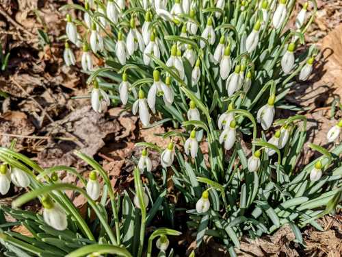 A cluster of delicate white snowdrop flowers blooming among green leaves and brown fallen leaves.