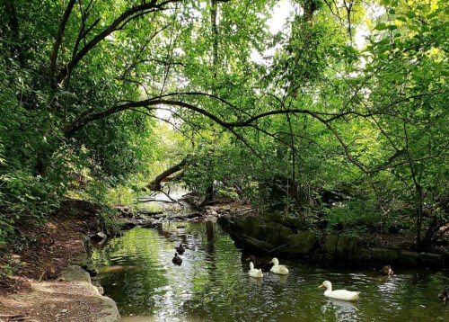 A serene stream surrounded by lush greenery, with ducks swimming peacefully in the water.
