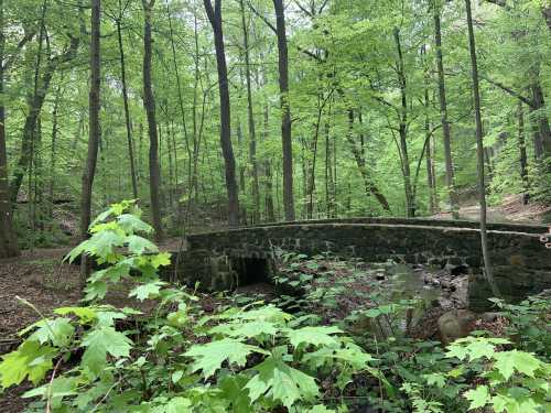 A stone bridge arches over a small stream, surrounded by lush green trees and foliage in a serene forest setting.