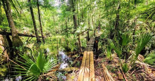 A wooden boardwalk through a lush green swamp along a scenic hiking trail in Florida, surrounded by subtropical trees.