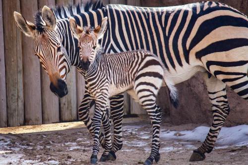 A mother zebra stands beside her young foal, both displaying striking black and white stripes in a natural setting.