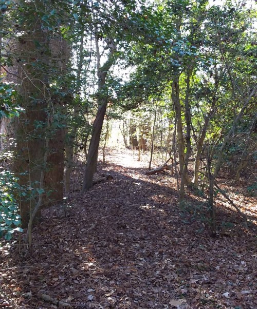 A sunlit forest path surrounded by trees and fallen leaves, creating a serene, natural atmosphere.