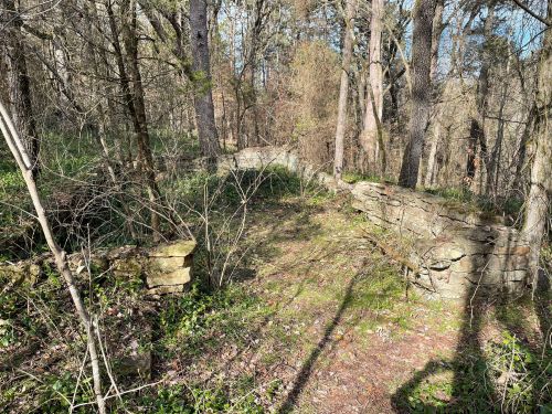 A wooded area with overgrown vegetation and remnants of stone walls, suggesting an old structure or pathway.