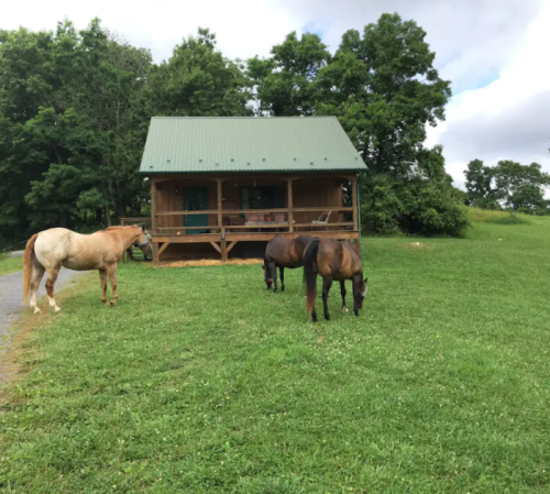 Three horses graze in a grassy area near a wooden cabin with a green roof, surrounded by trees.