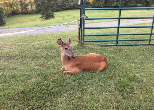 A deer resting on green grass near a gate, with trees and a gravel path in the background.