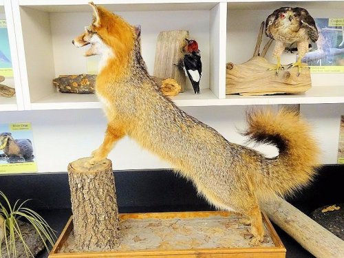 A mounted fox stands on a log, with birds displayed on shelves in the background.