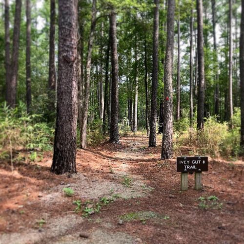 A serene forest path lined with tall trees, leading to a sign for Ivey Gut Trail.