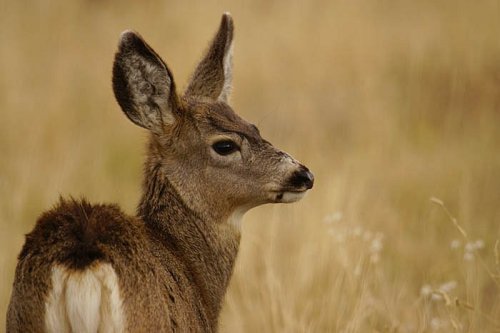 A young deer stands in a grassy field, looking to the side with its ears perked up.
