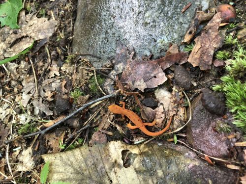 An orange salamander on a bed of leaves and moss in a forested area.