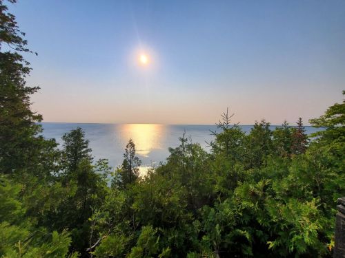 A serene view of a sunlit ocean horizon, framed by lush green trees under a clear blue sky.