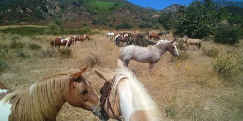 A group of horses grazing in a grassy field surrounded by hills and trees.