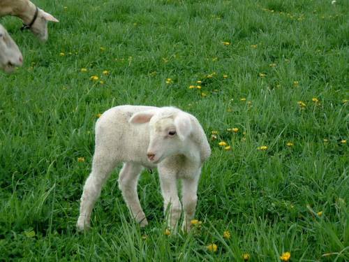 A young lamb stands in a grassy field dotted with yellow dandelions.
