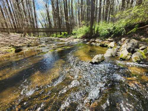 A serene stream flows through a wooded area, with rocks and greenery, under a clear blue sky. A wooden bridge is visible in the background.