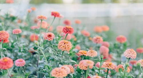 A vibrant field of pink and orange flowers in full bloom, surrounded by lush green foliage.