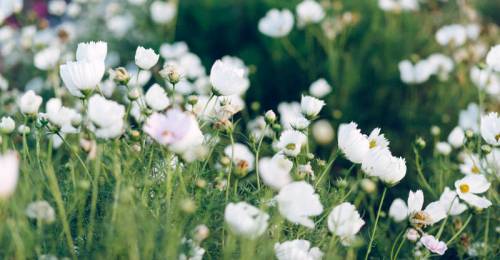 A field of white flowers blooming amidst lush green grass.