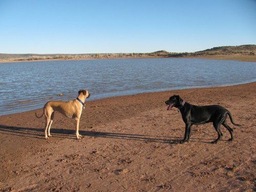 Two dogs, one tan and one black, stand on a sandy shore by a calm lake under a clear blue sky.
