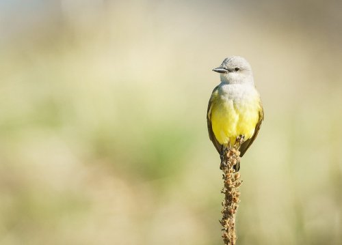 A small bird with a gray head and bright yellow underparts perched on a slender stem against a blurred green background.