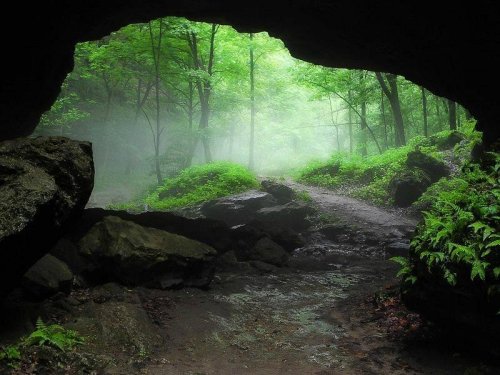A misty forest scene viewed from a cave entrance, with lush greenery and a winding path leading into the woods.
