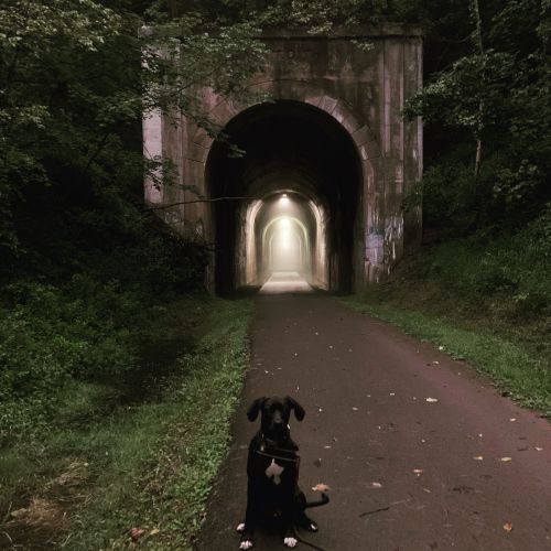 A dog sits on a path in front of a dark tunnel, surrounded by trees and misty light.