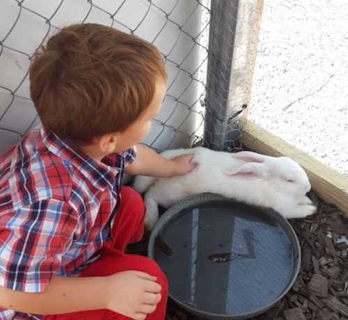 A young child in a plaid shirt gently pets a white rabbit beside a water dish in a fenced area.