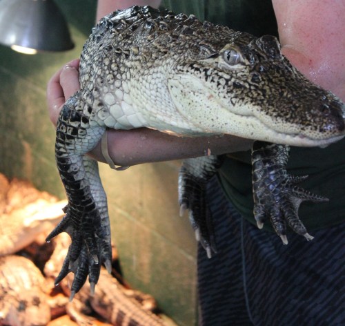 A person holds a large crocodile, showcasing its textured skin and sharp features, with other crocodiles in the background.