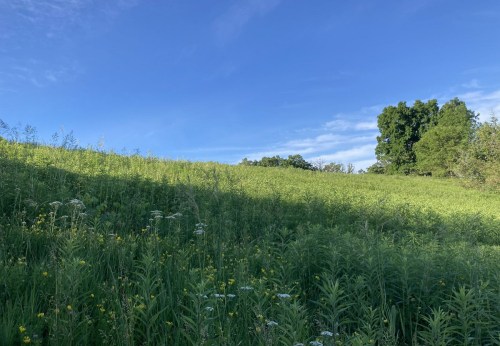 A lush green hillside under a clear blue sky, dotted with wildflowers and trees in the background.